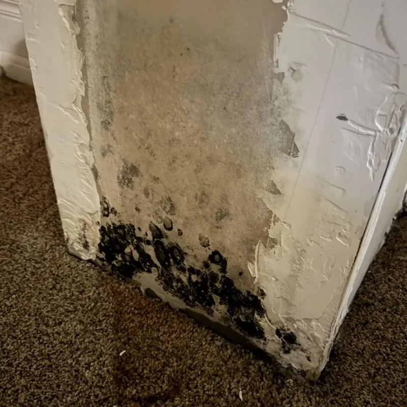 Professional Mold Removal in Shelbyville, TN